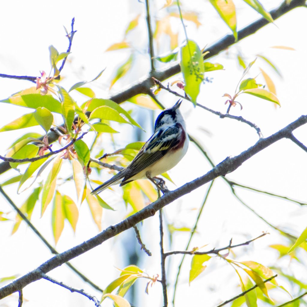 Chestnut-sided warbler, Mountain Top Arboretum, Tannersville, NY