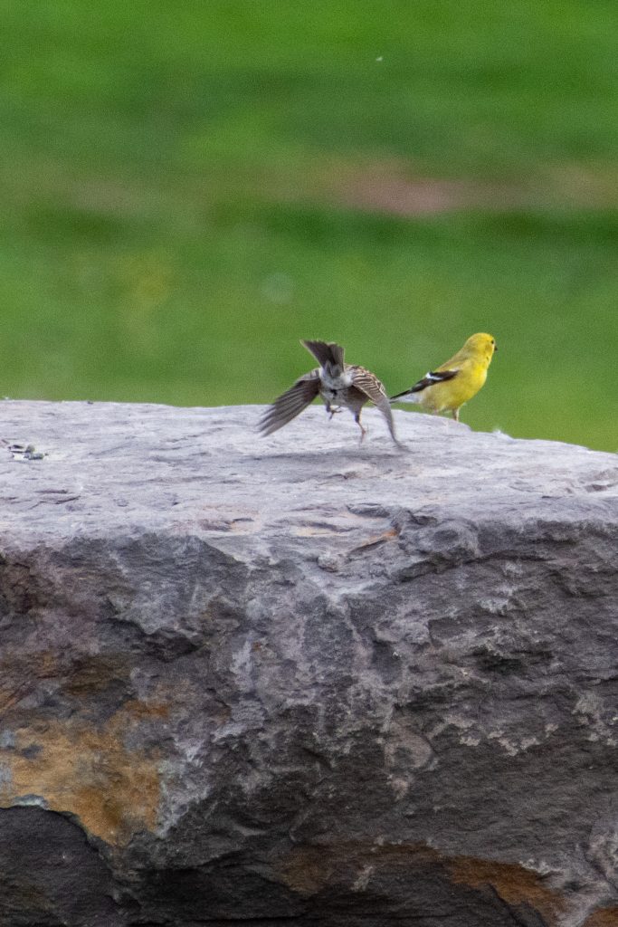 Chipping sparrow and American goldfinch, Urban Cowboy Lodge, Big Indian, NY