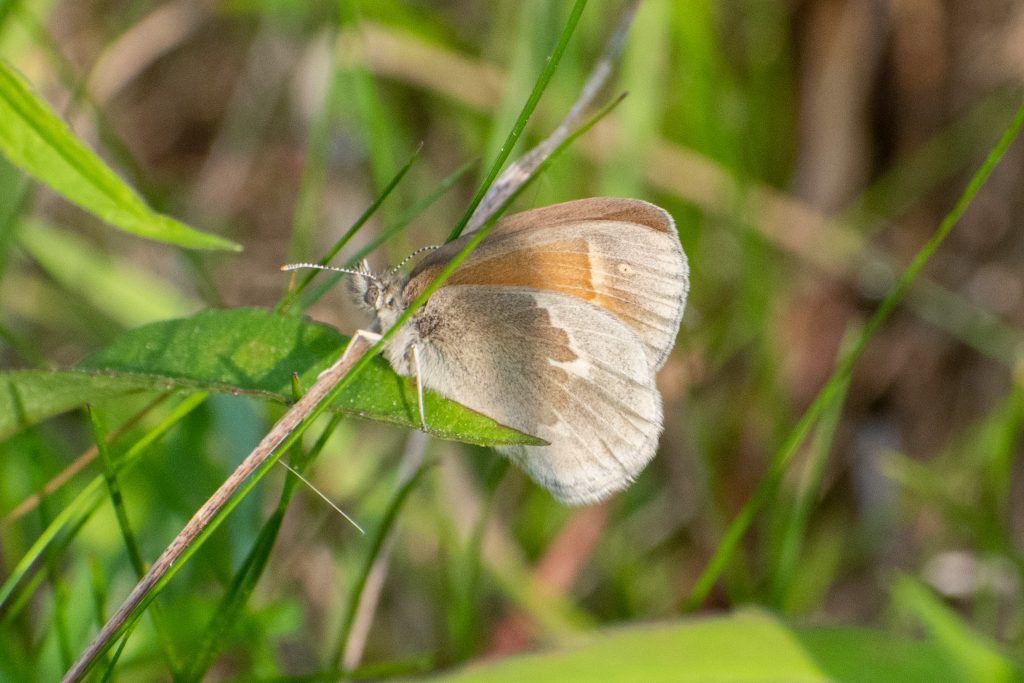 Common ringlet, Kenoza Hall, Kenoza Lake, NY