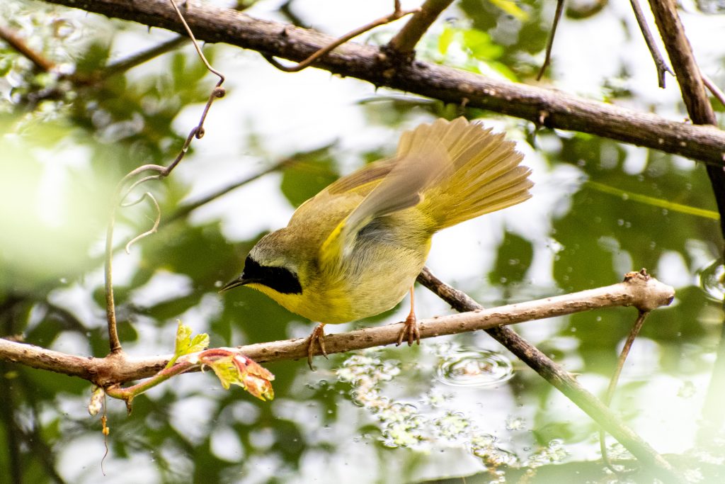 Common yellowthroat, Prospect Park