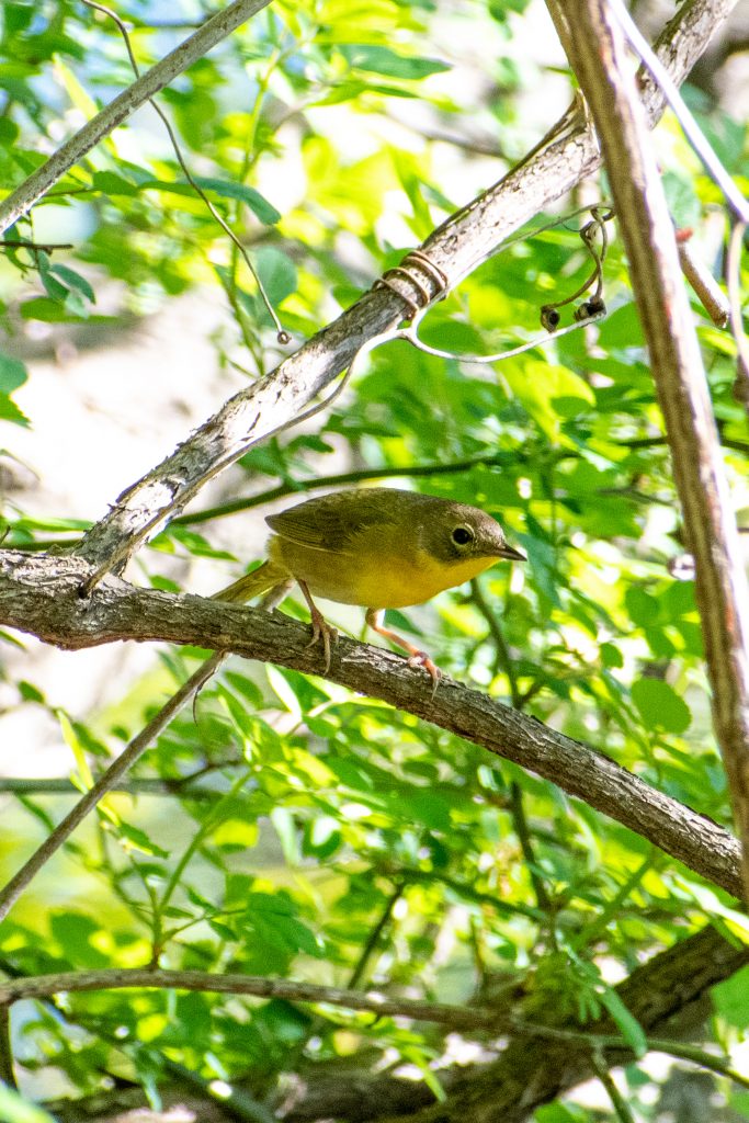 Common yellowthroat (female), Prospect Park