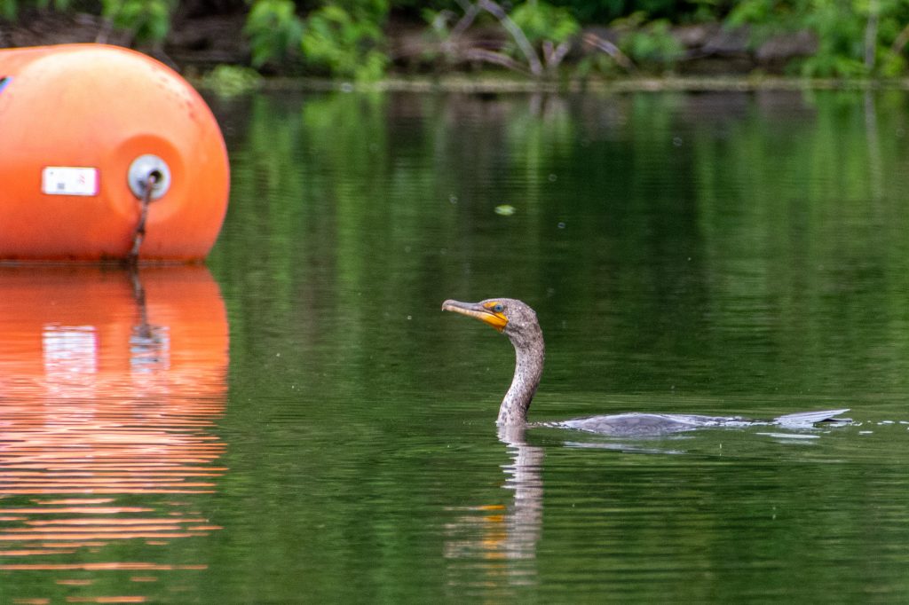 Double-crested cormorant (immature), Prospect Park