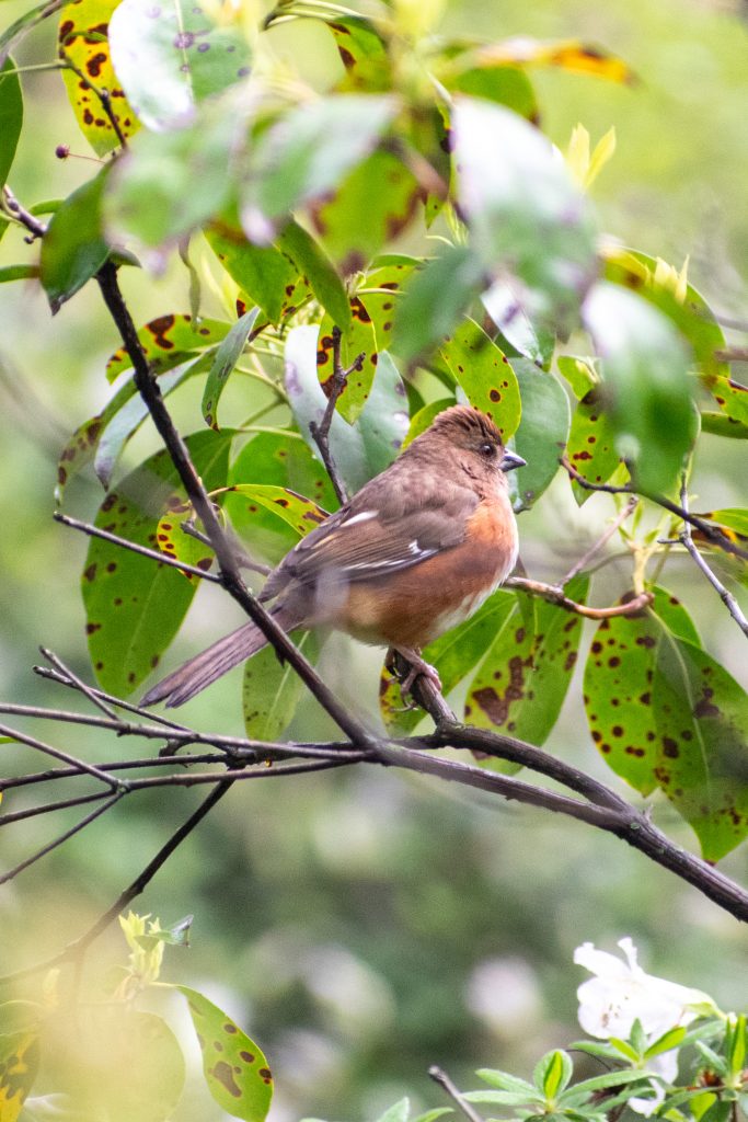 Eastern towhee (female), Prospect Park