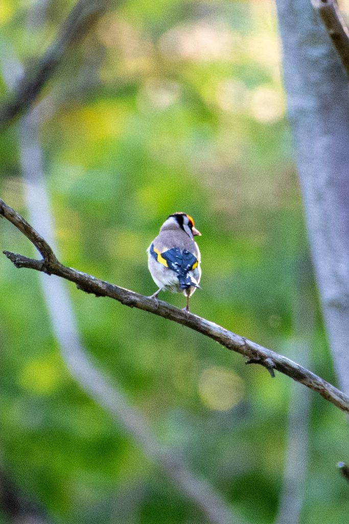 European goldfinch, Prospect Park