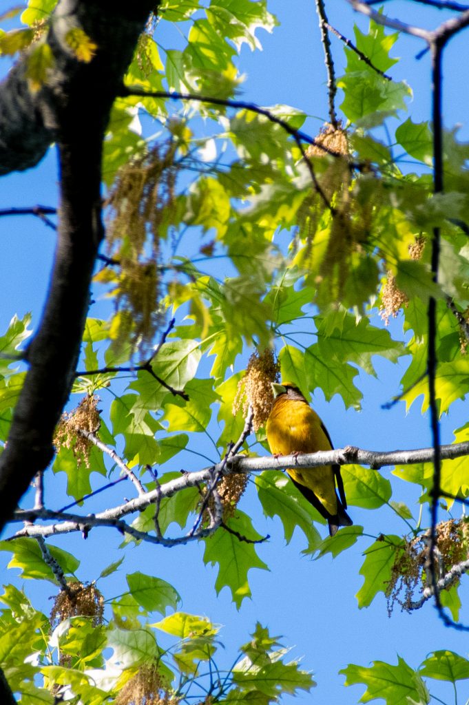 Evening grosbeak, Prospect Park
