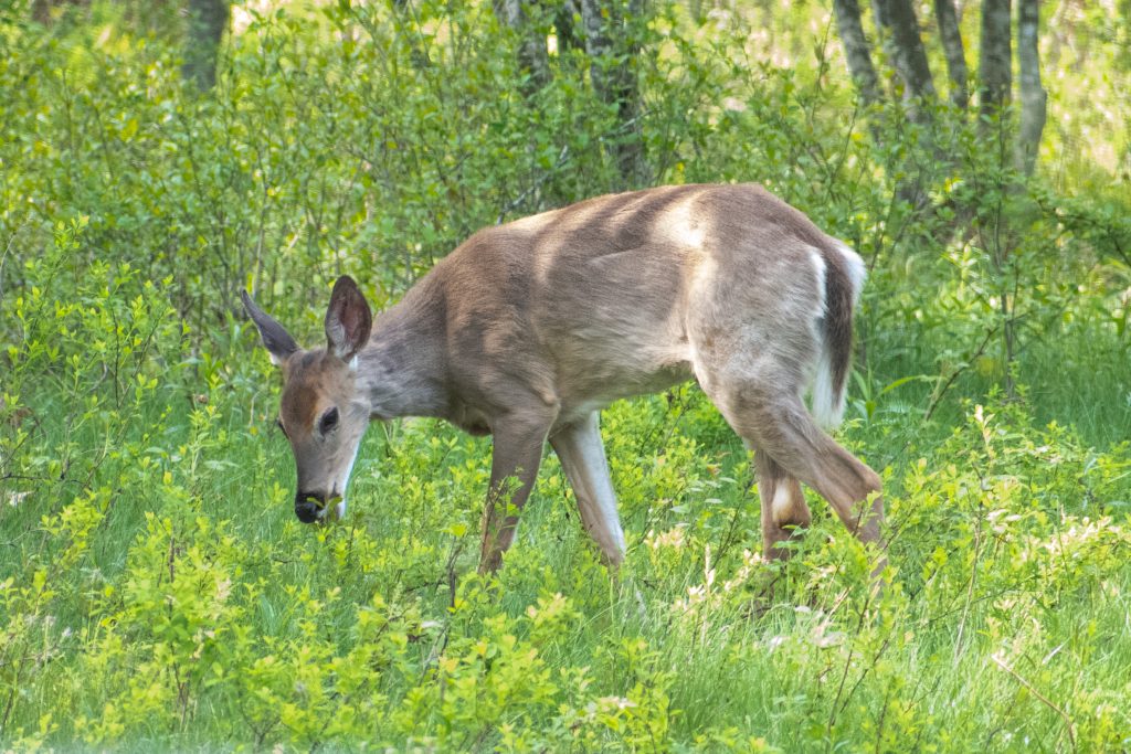 Fawn, Eastwind Hotel, Windham, NY
