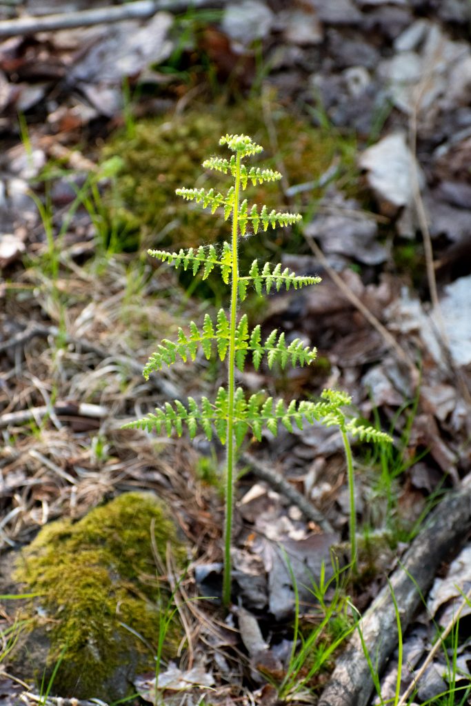 Eastwind Hotel, Windham, NY