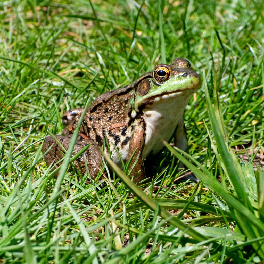 Frog, Mountain Top Arboretum, Tannersville, NY