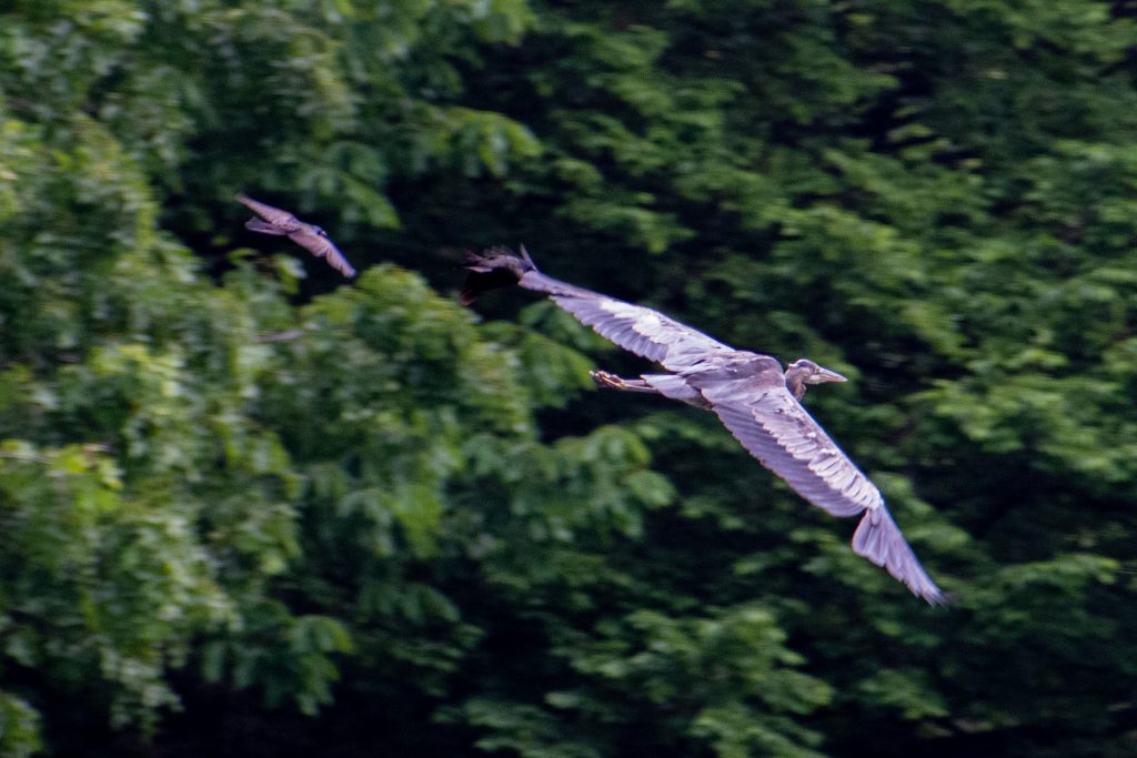 Great blue heron, pursued by grackles, Prospect Park