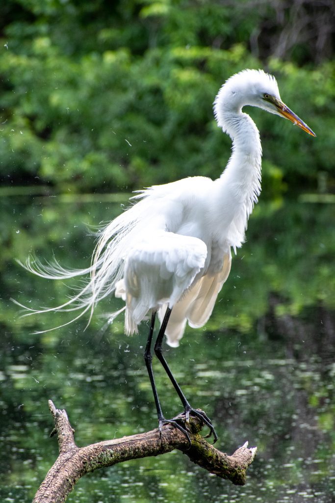 Great egret, Prospect Park