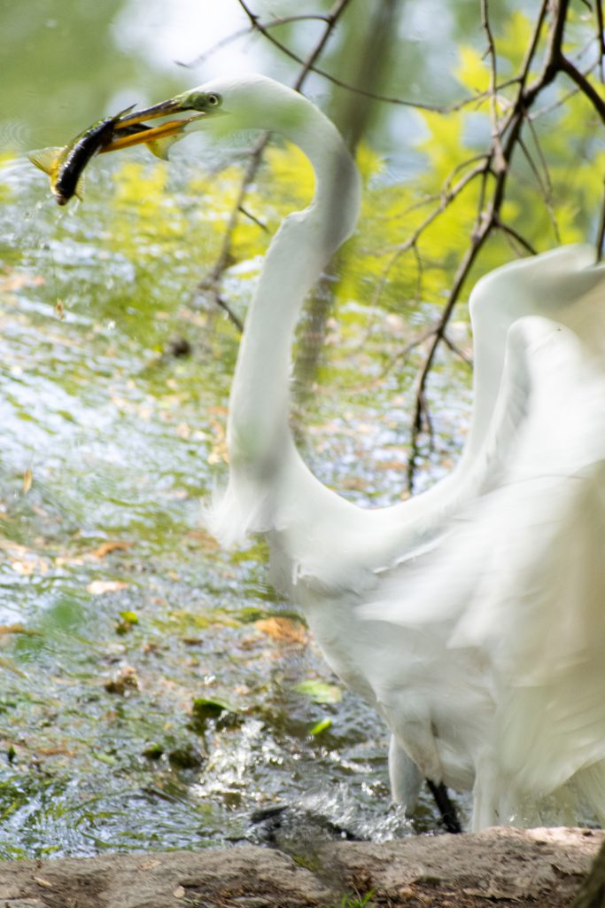 Great egret, Prospect Park