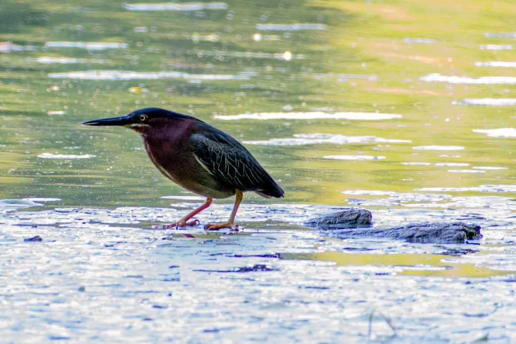 Green heron, Prospect Park