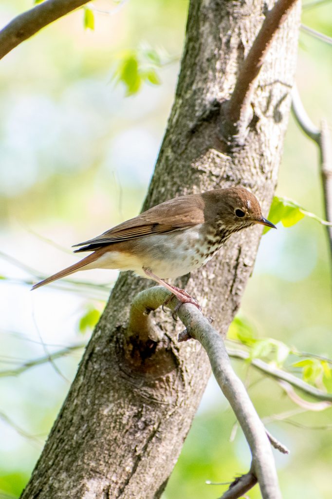 Hermit thrush, Prospect Park Hermit thrush, Prospect Park