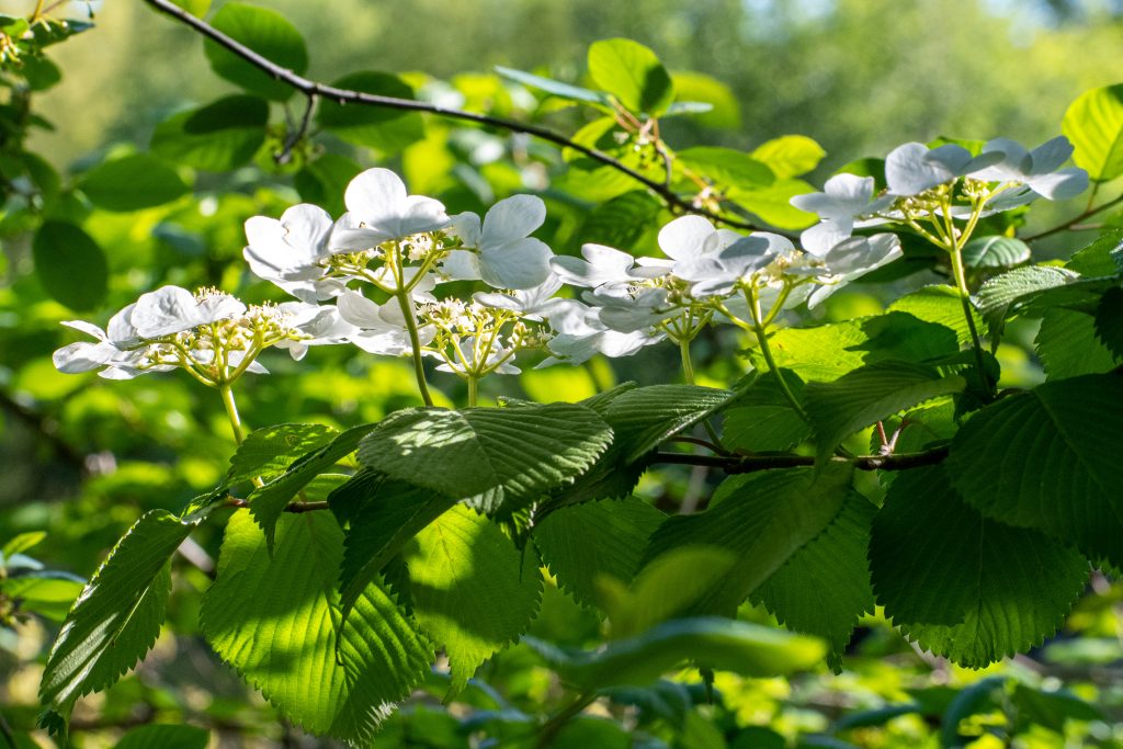 Hobblebush, Prospect Park