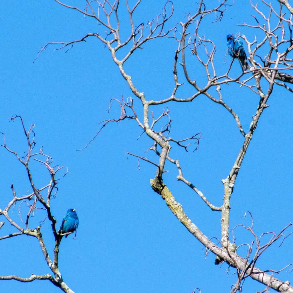 Indigo buntings (pair), Prospect Park