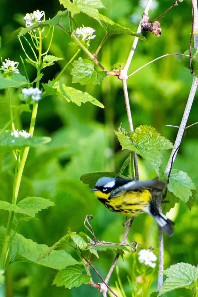 Magnolia warbler, Prospect Park