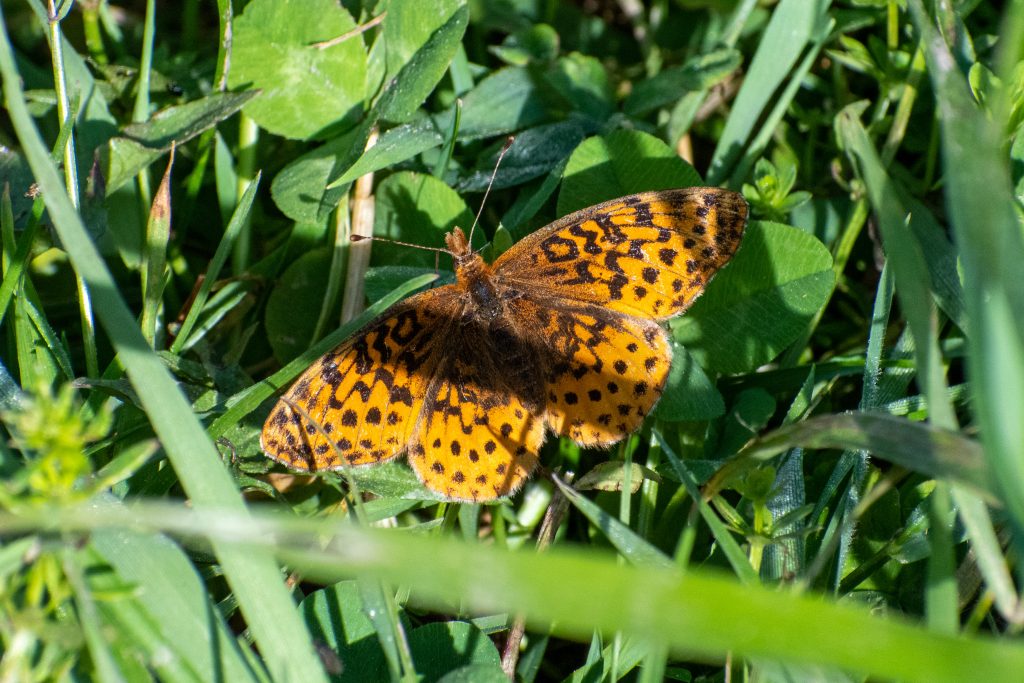 Meadow fritillary, Kenoza Hall, Kenoza Lake, NY