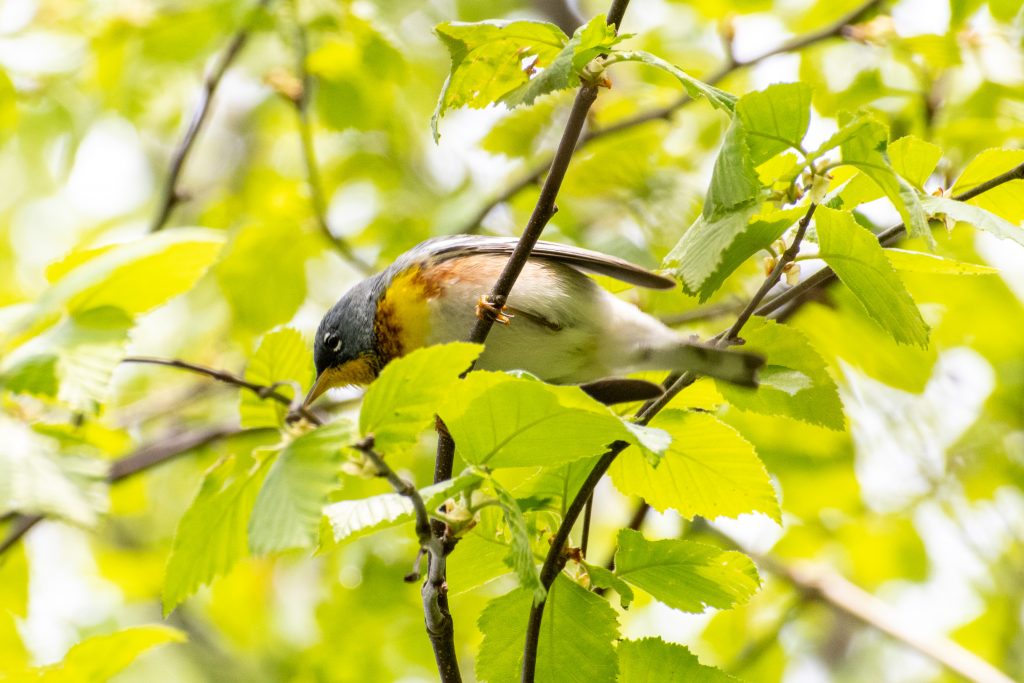Northern parula, Prospect Park