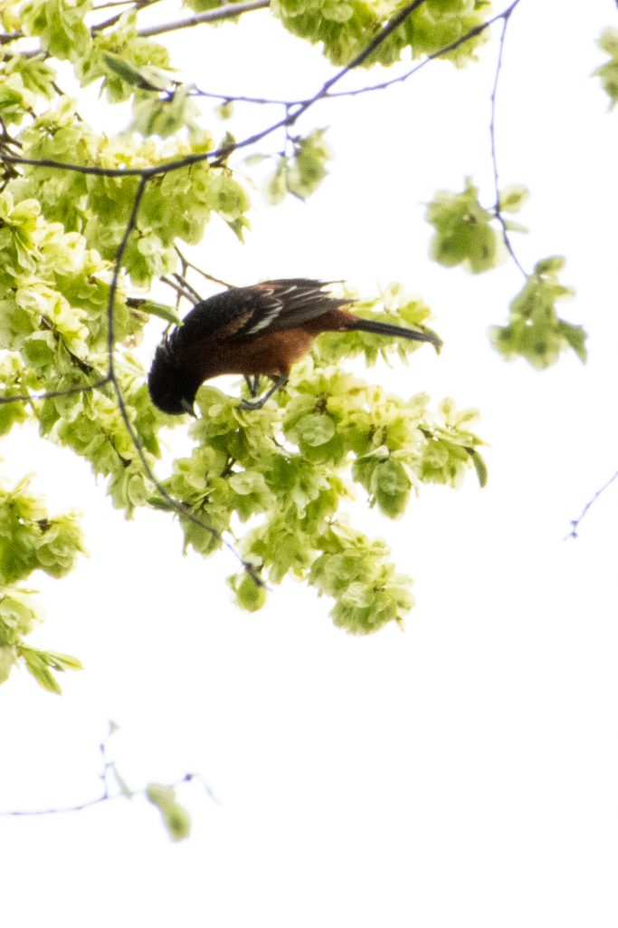 Orchard oriole, Prospect Park