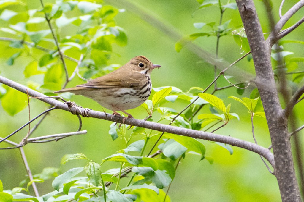 Ovenbird, Prospect Park