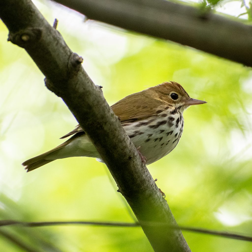 Ovenbird, Prospect Park