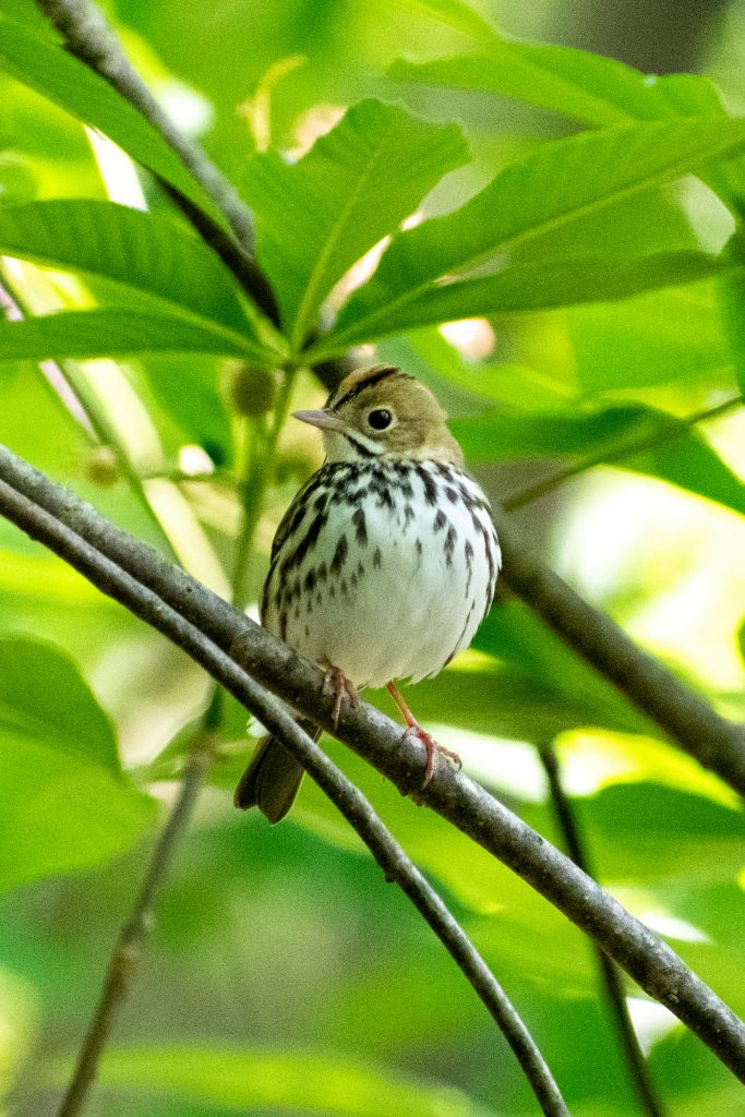 Ovenbird, Prospect Park