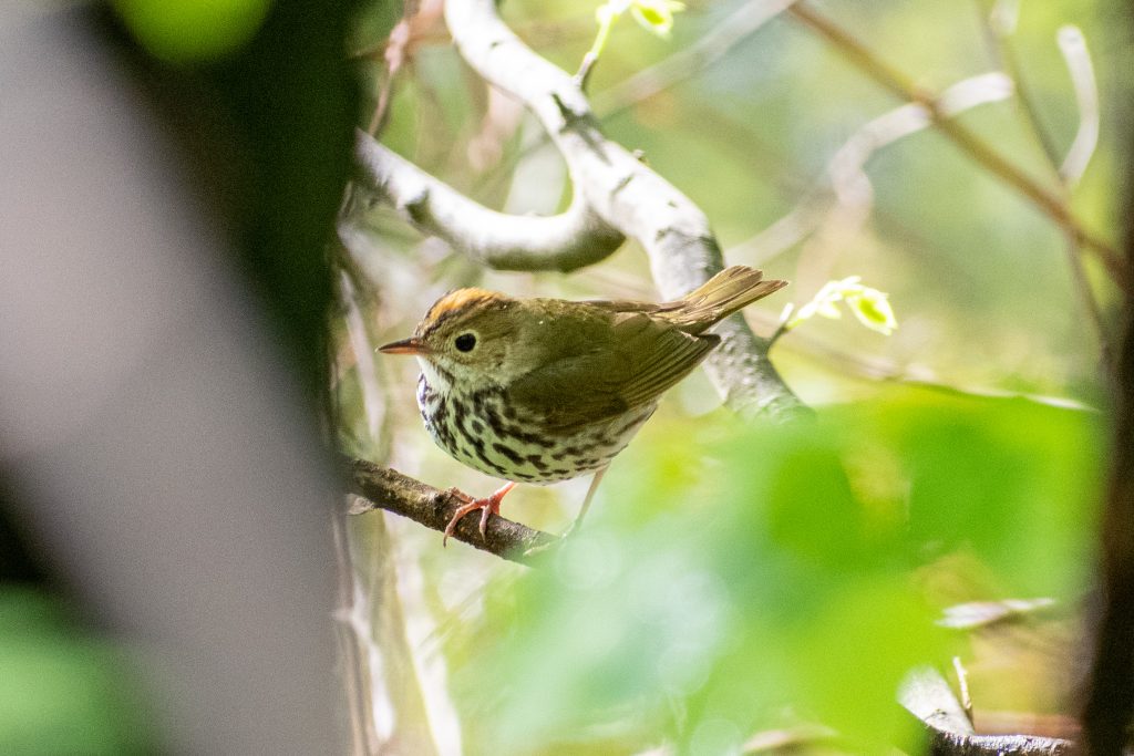 Ovenbird, Prospect Park