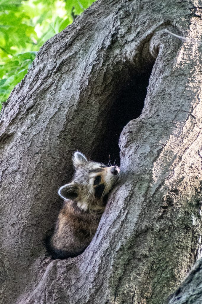 Raccoon, Prospect Park Raccoon, Prospect Park