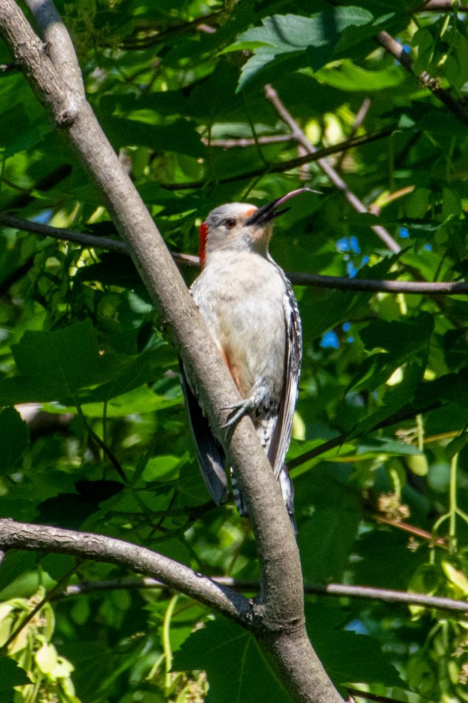 Red-bellied woodpecker, Prospect Park