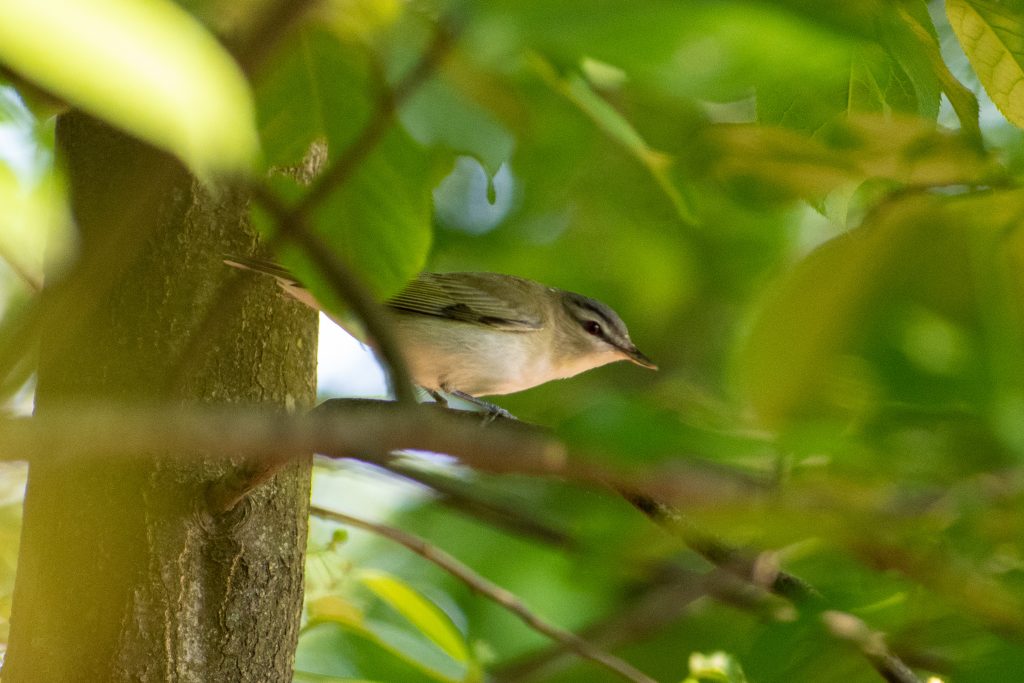 Red-eyed vireo, Prospect Park