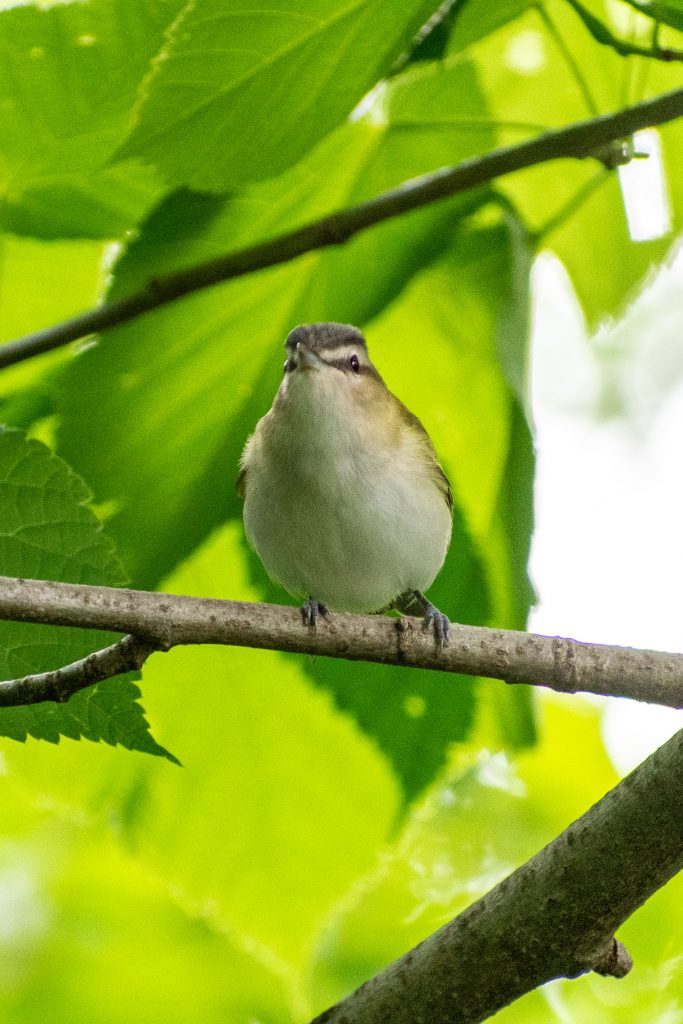 Red-eyed vireo, Prospect Park