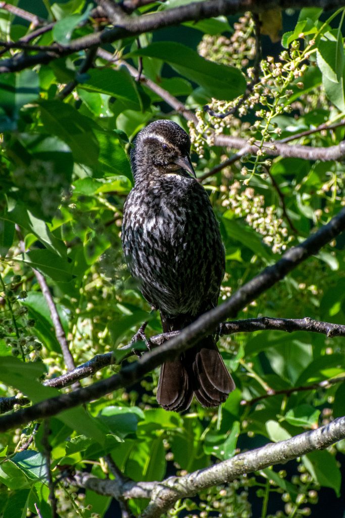 Red-winged blackbird (female), Prospect Park