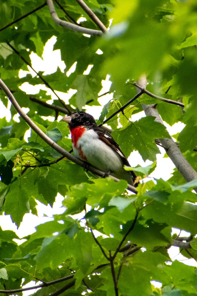 Rose-breasted grosbeak, Prospect Park