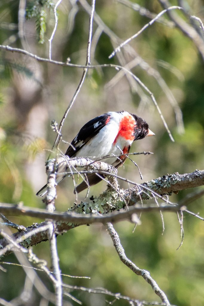 Rose-breasted grosbeak, Urban Cowboy Lodge, Big Indian, NY