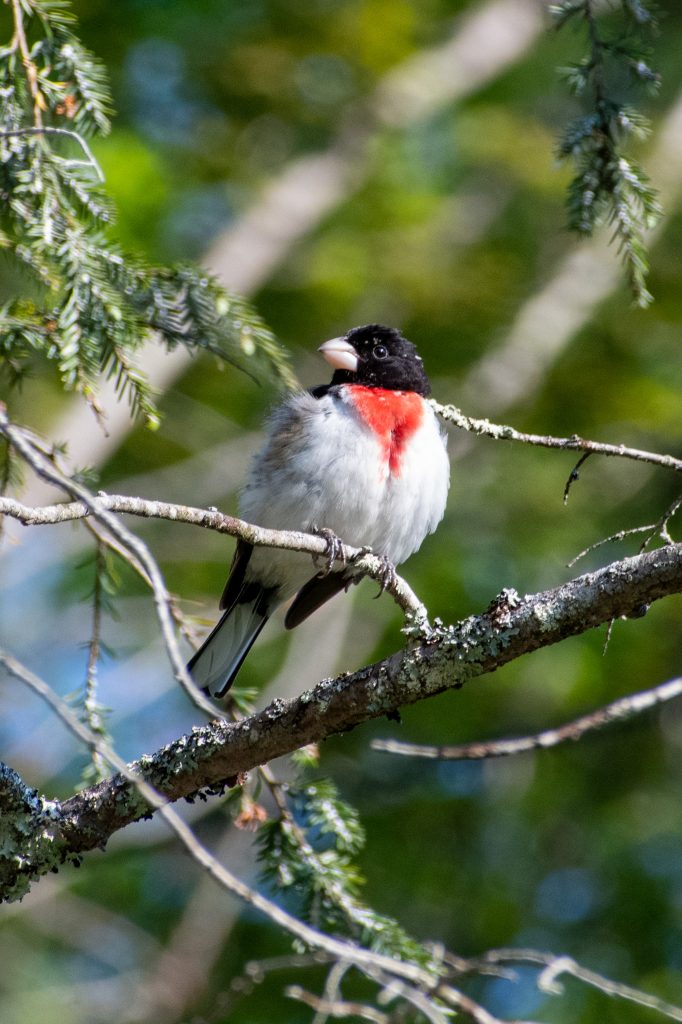 Rose-breasted grosbeak, Urban Cowboy Lodge, Big Indian, NY