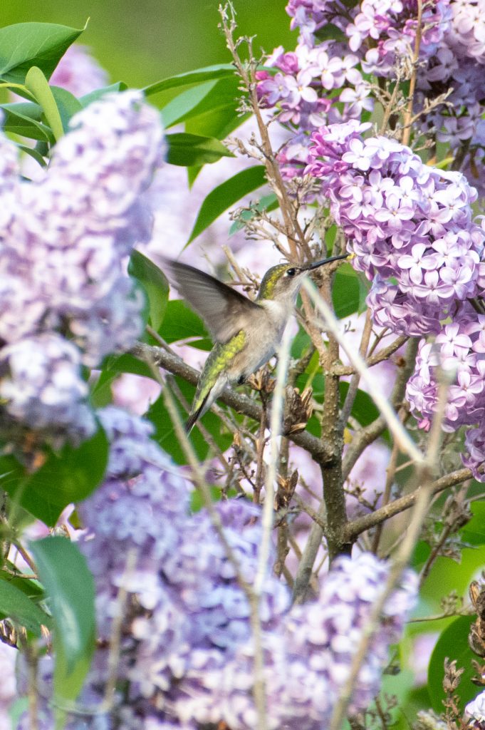 Ruby-throated hummingbird, Urban Cowboy Lodge, Big Indian, NY