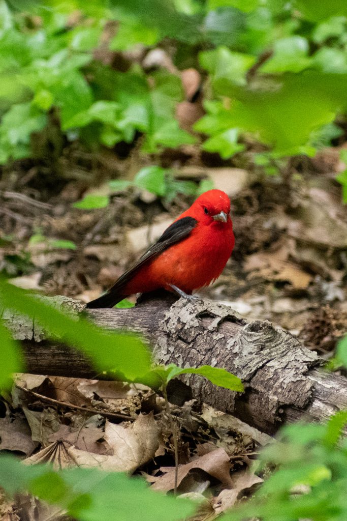 Scarlet tanager, Prospect Park