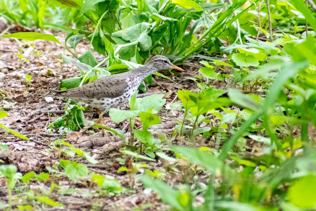 Spotted sandpiper, Prospect Park