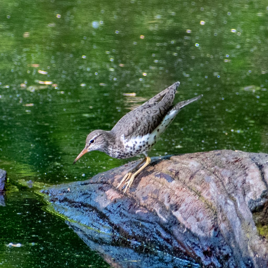 Spotted sandpiper, Prospect Park
