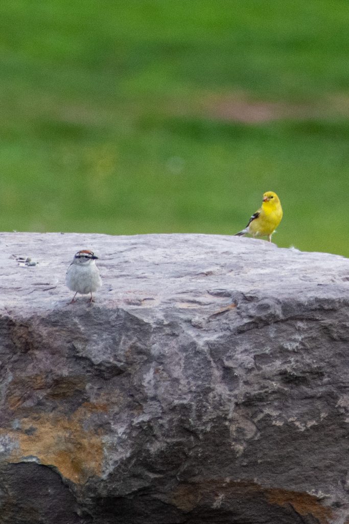 Chipping sparrow and American goldfinch, Urban Cowboy Lodge, Big Indian, NY