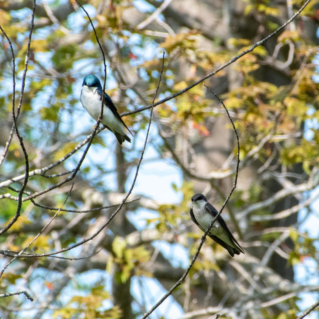 Tree swallows (male and female), Windham Path, Windham, NY