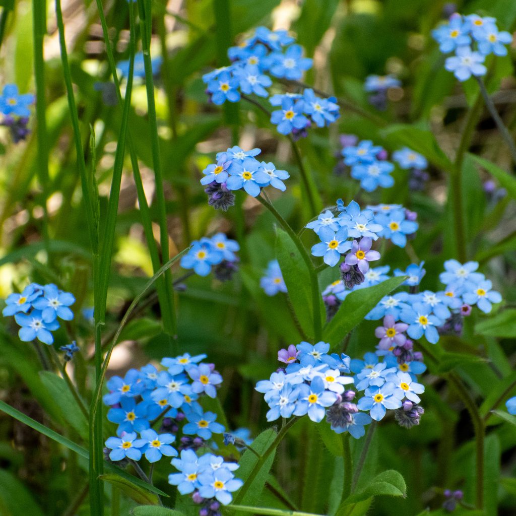 True forget-me-nots, Mountain Top Arboretum, Tannersville, NY