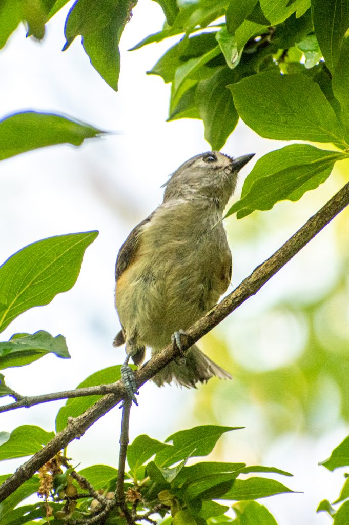 Tufted titmouse, Prospect Park