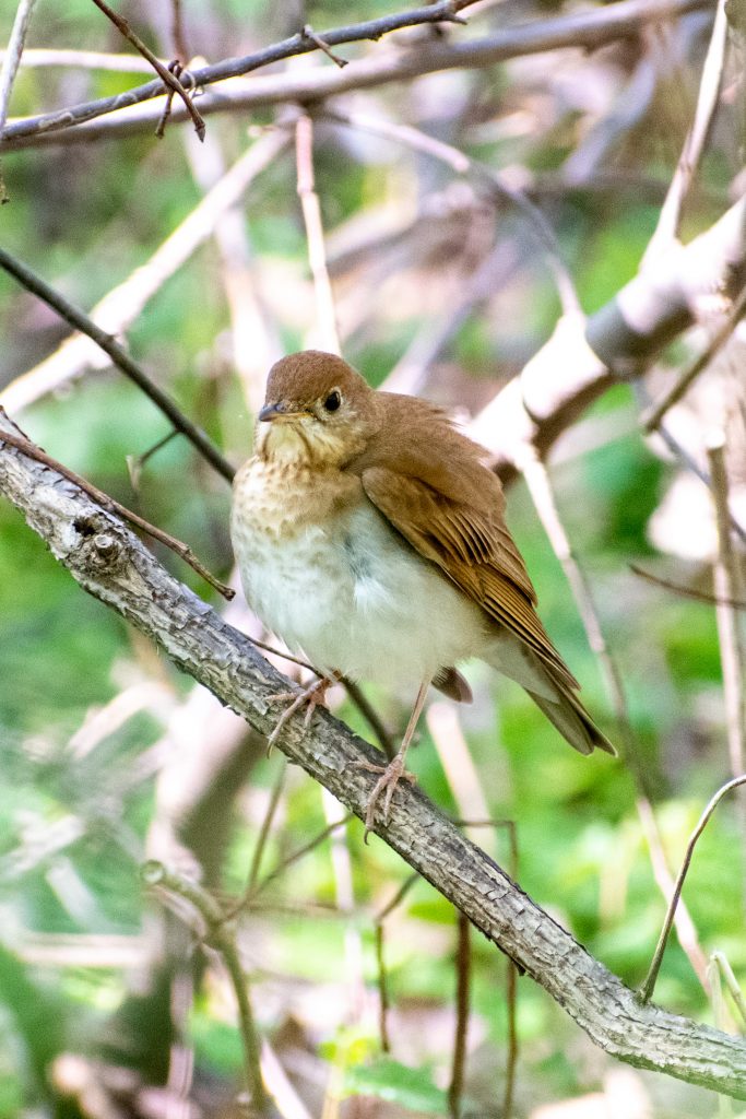 Veery, Prospect Park Veery, Prospect Park