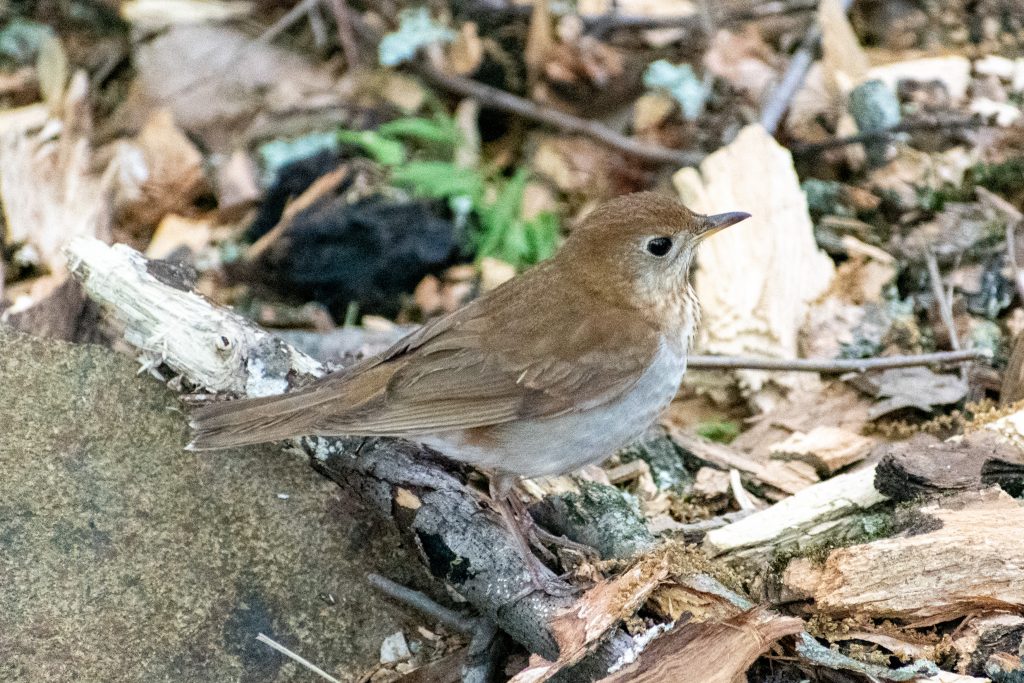 Veery, Prospect Park