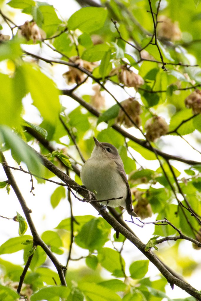 Warbling vireo, Prospect Park