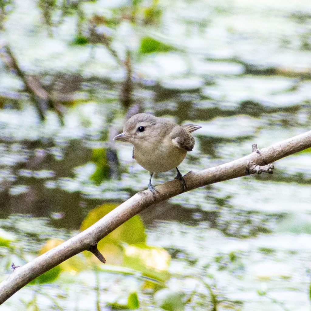 Warbling vireo, Prospect Park
