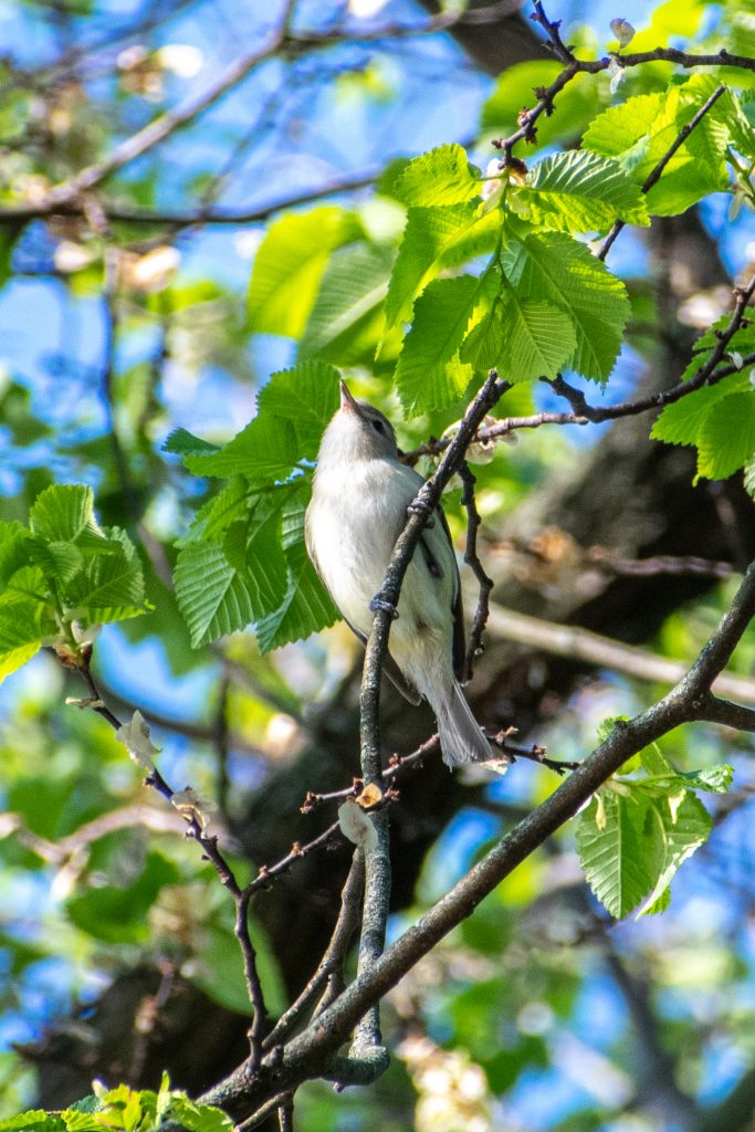 Warbling vireo, Prospect Park