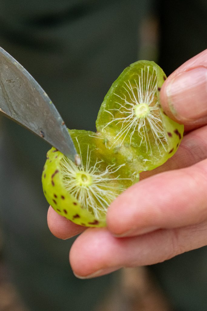 Wasp gall, Outside Institute, Lake Superior, NY
