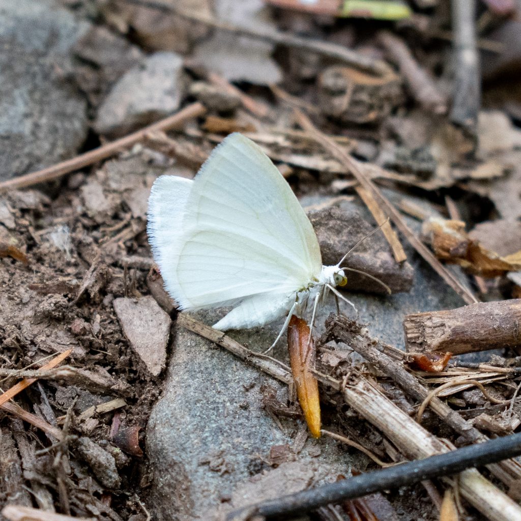 Pratt Rock, Prattsville, NY